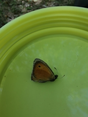 Coenonympha