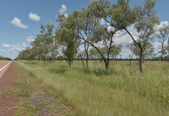 Oryza australiensis