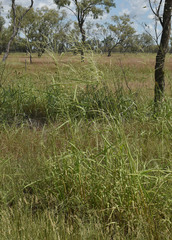 Oryza australiensis