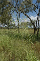 Oryza australiensis
