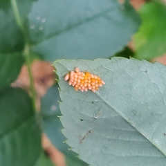 Coccinellidae