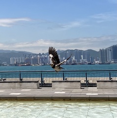 Gracupica nigricollis