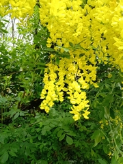 Laburnum anagyroides