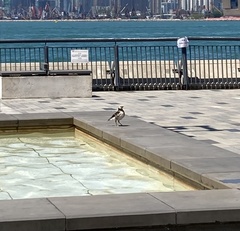 Gracupica nigricollis