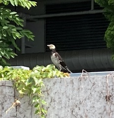 Gracupica nigricollis