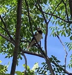 Gracupica nigricollis