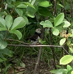 Gracupica nigricollis