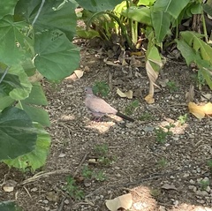 Streptopelia chinensis