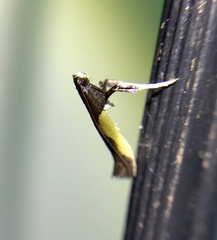 Caloptilia superbifrontella