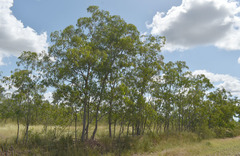 Eucalyptus tetrodonta