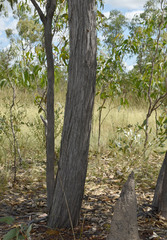 Eucalyptus tetrodonta
