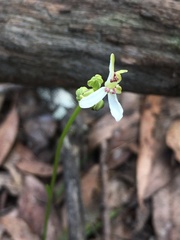Burchardia umbellata