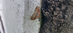 Xanthorhoe spadicearia