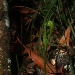 Burchardia umbellata