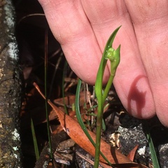 Burchardia umbellata