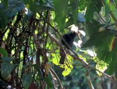 Oriolus cruentus malayanus