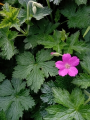 Geranium × oxonianum