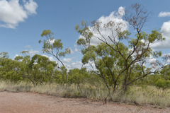 Eucalyptus normantonensis