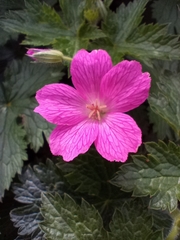 Geranium × oxonianum
