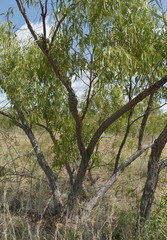 Eucalyptus normantonensis