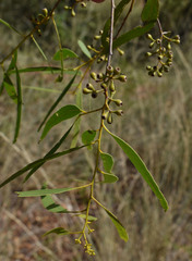 Eucalyptus normantonensis