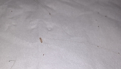 Pediculus humanus capitis