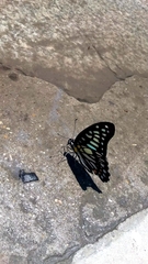 Graphium chironides