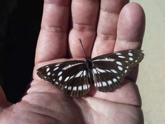 Neptis dejeani