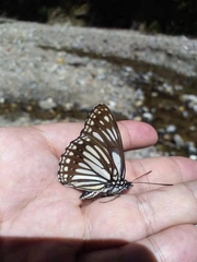 Limenitis mimica