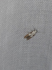 Mompha circumscriptella