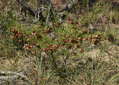 Dodonaea physocarpa