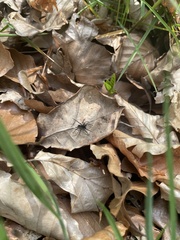 Acantholycosa lignaria