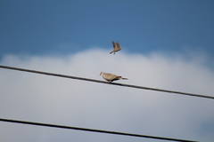 Streptopelia decaocto