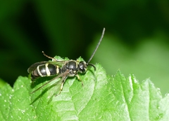 Argogorytes