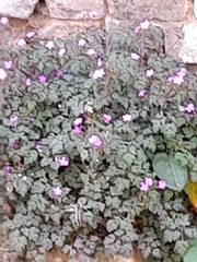 Geranium robertianum