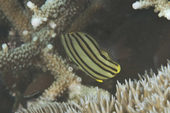 Chaetodon octofasciatus