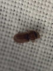 Tropicus pusillus