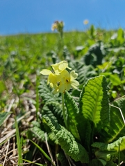 Primula ruprechtii