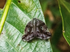 Ricania marginalis