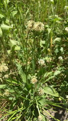 Plantago lanceolata