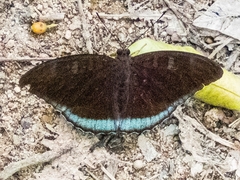 Tanaecia whiteheadi