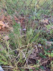 Rhynchospora fascicularis