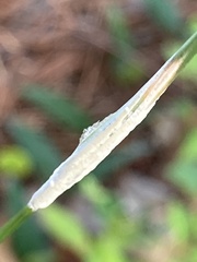 Rhynchospora fascicularis