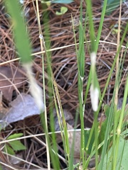 Rhynchospora fascicularis