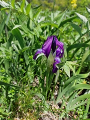 Iris furcata