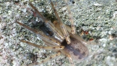 Segestria senoculata
