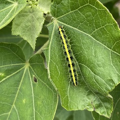 Xanthodes transversa