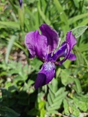 Iris furcata