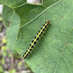 Xanthodes transversa