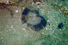 Aequorea forskalea